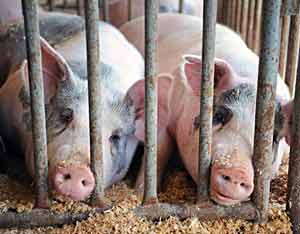 Controversial Animal Drug at Heart of International Trade Dispute